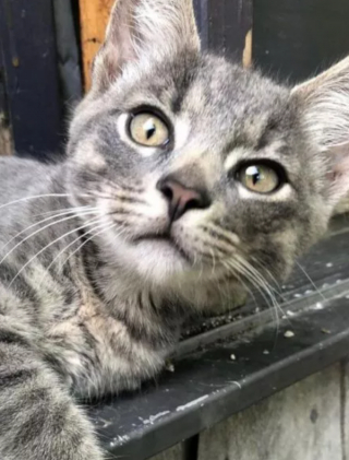 Illustration de l'article : Disparu depuis dès mois, un chat réapparaît là où personne ne l’attendait