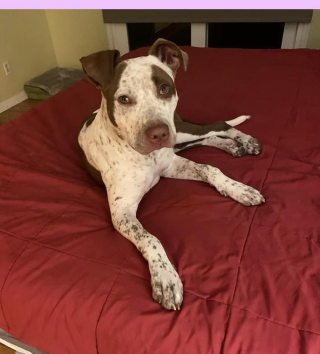 Illustration de l'article : Blessé et abandonné au beau milieu de la forêt, ce chien attendait que quelqu’un vienne l’aider