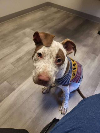 Illustration de l'article : Blessé et abandonné au beau milieu de la forêt, ce chien attendait que quelqu’un vienne l’aider