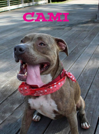 Illustration de l'article : Une femme au grand cœur passe la porte du refuge et l’espoir renaît pour une chienne ayant passé la majorité de sa vie au chenil