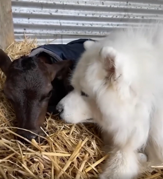 Illustration de l'article : Ce chien au grand cœur réconforte les veaux orphelins qui arrivent au refuge