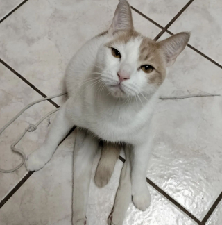 Illustration de l'article : Ce chaton paralysé n’hésite pas à montrer sa détermination à ses sauveteurs pour se faire remarquer