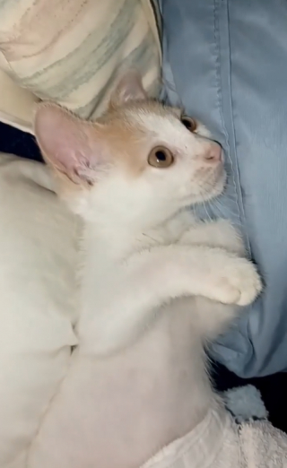 Illustration de l'article : Ce chaton paralysé n’hésite pas à montrer sa détermination à ses sauveteurs pour se faire remarquer