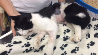 Illustration de l'article : Disparu depuis le matin, un chat rentre chez lui le soir dans un état catastrophique