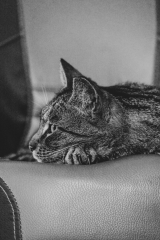 Illustration de l'article : Un chat se fraye un chemin dans la caserne et le cœur des pompiers, qui se sont fortement attachés à lui