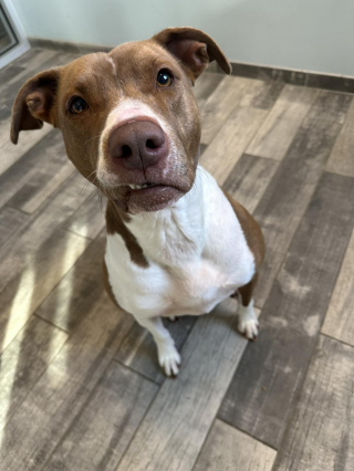 Illustration de l'article : Un refuge croule sous les appels de potentiels adoptants pour une chienne dont personne ne voulait jusqu’à présent 