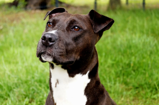 Illustration de l'article : Après 578 jours d’attente au refuge, une chienne reçoit une nouvelle qui va changer sa vie et adoucir son avenir