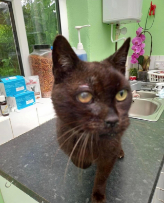 Illustration de l'article : En allant à la rencontre d’un félin errant, des bénévoles réalisent qu’ils n’ont jamais été confrontés à un cas aussi préoccupant