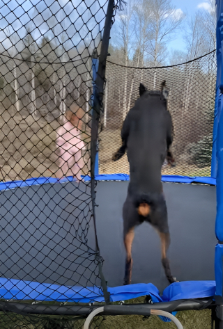 Illustration de l'article : Les acrobaties hilarantes d’une jeune fille et d’un Rottweiler partageant un trampoline