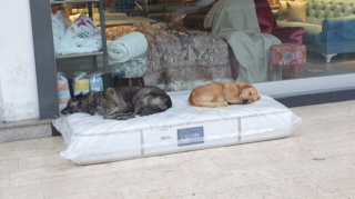 Illustration de l'article : Depuis plus de 6 ans, le propriétaire généreux d’un magasin met à disposition de chiens errants des matelas neufs
