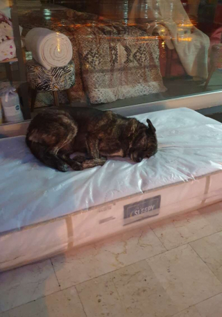 Illustration de l'article : Depuis plus de 6 ans, le propriétaire généreux d’un magasin met à disposition de chiens errants des matelas neufs