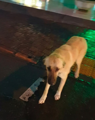 Illustration de l'article : Depuis plus de 6 ans, le propriétaire généreux d’un magasin met à disposition de chiens errants des matelas neufs