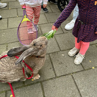 Illustration de l'article : Ce lapin géant au comportement de chien sait se faire comprendre auprès de sa maîtresse et apprécie particulièrement les nouvelles rencontres
