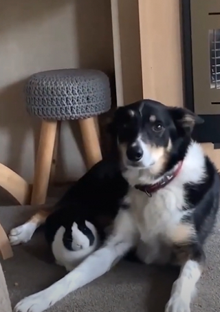 Illustration de l'article : L’amitié peu commune entre un chien et un lapin qui partagent des activités originales ensemble (vidéo)