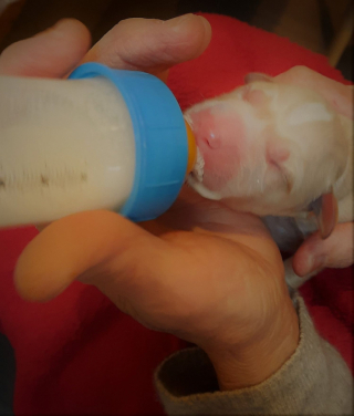 Illustration de l'article : Alertée par des cris, une femme découvre un tout jeune chiot avec son cordon ombilical abandonné sur le trottoir