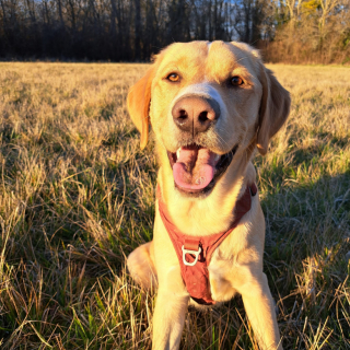 Illustration de l'article : Alertée par des cris, une femme découvre un tout jeune chiot avec son cordon ombilical abandonné sur le trottoir