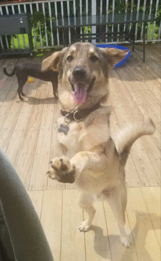 Illustration de l'article : À la fin de sa mission, un militaire pensant faire ses adieux définitifs à un chien devenu compagnon de route découvre la belle attention de ses proches