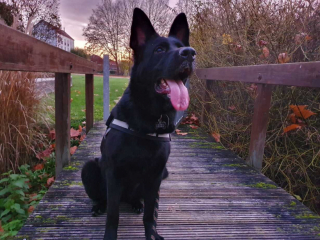 Illustration de l'article : Bouleversé par un lourd diagnostic pour leur chienne, un couple reçoit une aide généreuse et inattendue de la part d’inconnus