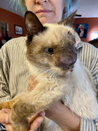 Illustration de l'article : Malgré un nez qui ne cesse d’enfler, un chat trouve les ressources en lui et poursuit son chemin vers la guérison