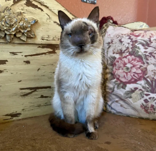 Illustration de l'article : Malgré un nez qui ne cesse d’enfler, un chat trouve les ressources en lui et poursuit son chemin vers la guérison