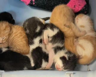 Illustration de l'article : Recueilli auprès de ses 6 frères et sœurs, un chaton montre à sa mère d’accueil à quel point il est motivé pour s’en sortir