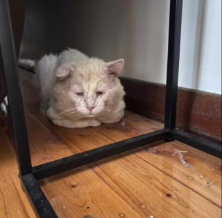 Illustration de l'article : La guérison miraculeuse d'Albert, un chat errant adopté malgré son état critique (vidéo)