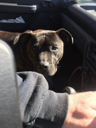 Illustration de l'article : À cause de son apparence et des préjugés liés à sa race, une chienne est refusée par tous les refuges malgré l’implication d’un bienfaiteur