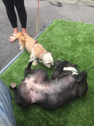 Illustration de l'article : À cause de son apparence et des préjugés liés à sa race, une chienne est refusée par tous les refuges malgré l’implication d’un bienfaiteur