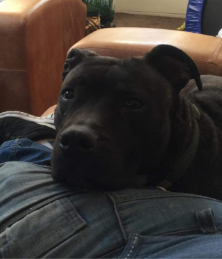 Illustration de l'article : À cause de son apparence et des préjugés liés à sa race, une chienne est refusée par tous les refuges malgré l’implication d’un bienfaiteur