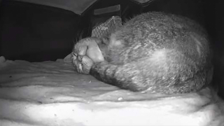 Illustration de l'article : Alors qu’il disait ne pas aimer les chats, un homme se laisse convaincre par sa fille et devient un véritable papa poule