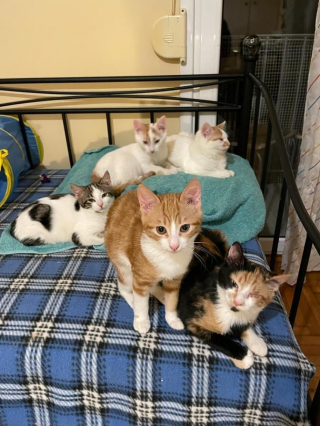 Illustration de l'article : Proches de rendre leur dernier souffle, 6 chatons reprennent espoir après l’arrivée d’une touriste au grand cœur