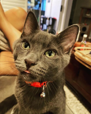 Illustration de l'article : Guidé par une immense détermination, un chaton connu pour tirer la langue malicieusement prend sa revanche sur la vie