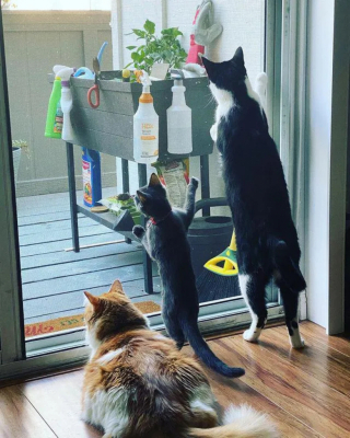 Illustration de l'article : Guidé par une immense détermination, un chaton connu pour tirer la langue malicieusement prend sa revanche sur la vie