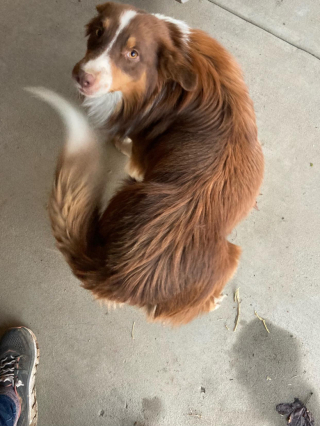 Illustration de l'article : Après une vie d’errance, un chien montre sa loyauté en sauvant la mère de sa nouvelle maîtresse