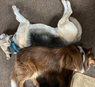 Illustration de l'article : Après une vie d’errance, un chien montre sa loyauté en sauvant la mère de sa nouvelle maîtresse