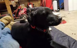 Illustration de l'article : En découvrant un chien sous son véhicule un soir, un homme prend la décision de lui offrir un bel avenir