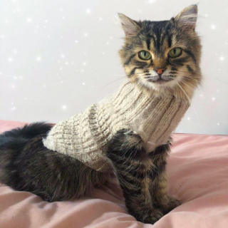 Illustration de l'article : Une chatte rachitique repérée dans une ferme cachait une belle surprise sous sa fourrure