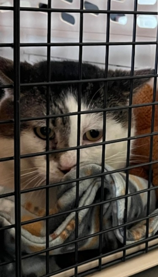 Illustration de l'article : En se décidant à adopter un nouveau compagnon, des propriétaires rencontrent le sosie de leur chat disparu