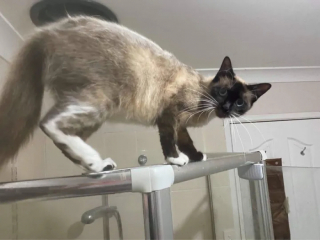 Illustration de l'article : Cette chatte ne faisait confiance à personne avant de comprendre que des âmes bienveillantes pouvaient prendre soin d’elle et de ses bébés