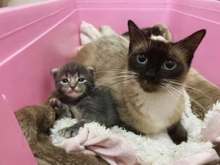 Illustration de l'article : Cette chatte ne faisait confiance à personne avant de comprendre que des âmes bienveillantes pouvaient prendre soin d’elle et de ses bébés