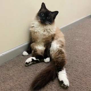 Illustration de l'article : Cette chatte ne faisait confiance à personne avant de comprendre que des âmes bienveillantes pouvaient prendre soin d’elle et de ses bébés