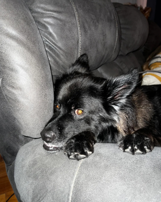 Illustration de l'article : Une chienne errante devient célèbre grâce à son physique improbable