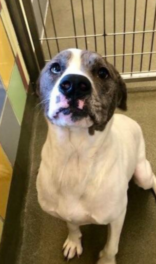 Illustration de l'article : Face à son voisin qui a abandonné sa chienne pour adopter un chiot, une femme agit pour le bien-être de l’animal