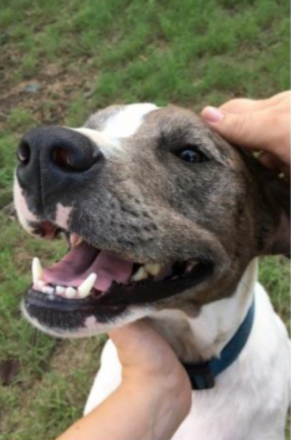 Illustration de l'article : Face à son voisin qui a abandonné sa chienne pour adopter un chiot, une femme agit pour le bien-être de l’animal