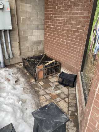 Illustration de l'article : Désespérés, des habitants font appel à une bénévole aguerrie pour venir au secours d’une chatte sur le point d’accoucher
