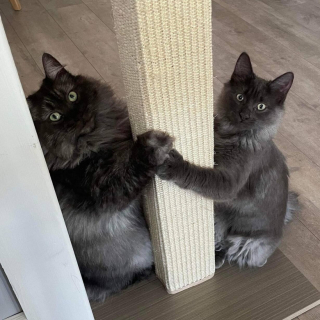 Illustration de l'article : Désespérés, des habitants font appel à une bénévole aguerrie pour venir au secours d’une chatte sur le point d’accoucher