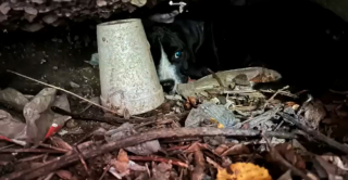 Illustration de l'article : Après un signalement, une association fait la rencontre d’une chienne livrée à elle-même avec 2 chiots à sa charge