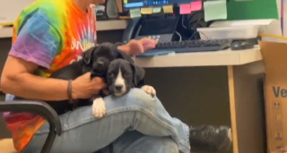 Illustration de l'article : Après un signalement, une association fait la rencontre d’une chienne livrée à elle-même avec 2 chiots à sa charge