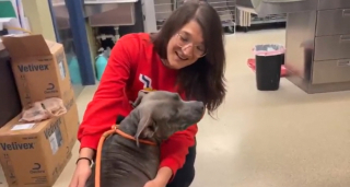 Illustration de l'article : Après un signalement, une association fait la rencontre d’une chienne livrée à elle-même avec 2 chiots à sa charge