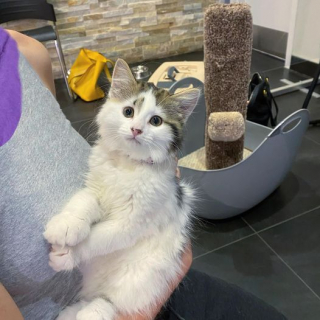 Illustration de l'article : De la peur &agrave; la r&eacute;silience, le parcours de cette chatonne est admirable